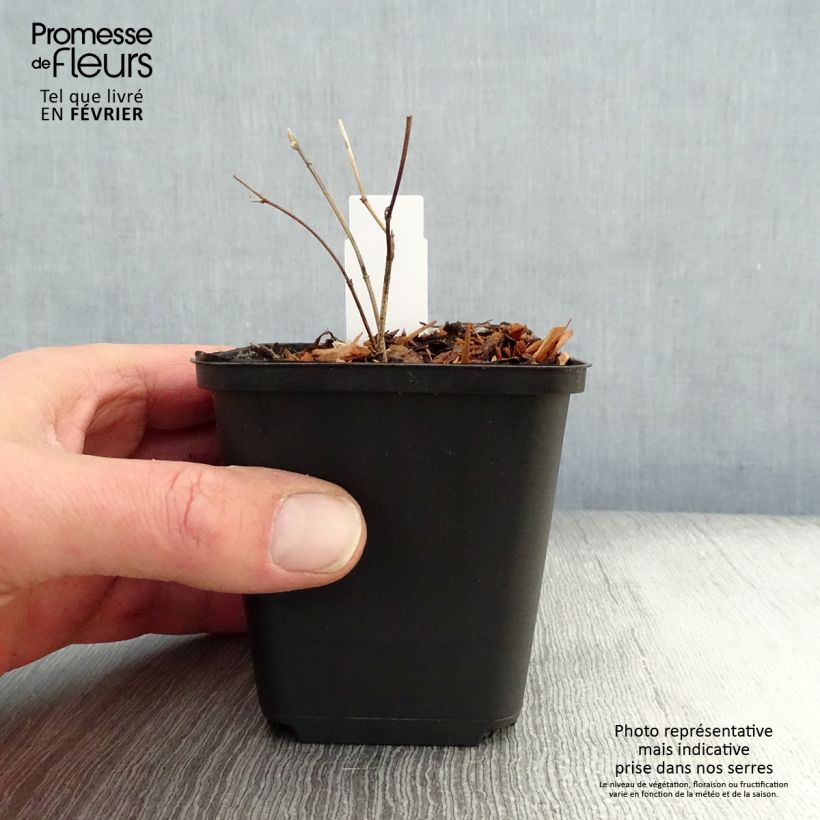 Baptisia Purple Smoke - False Indigo 8/9 cm pot sample as delivered in winter