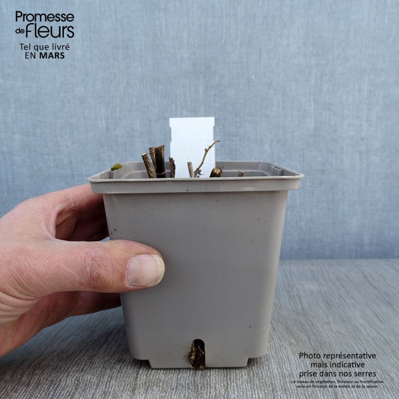 Baptisia Purple Smoke - False Indigo 1L/1.5L pot sample as delivered in winter