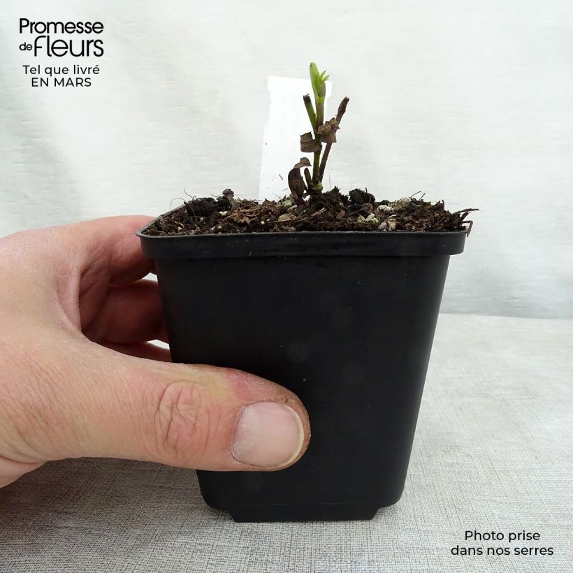 Baptisia Twilight Prairie Blues - False Indigo 8/9 cm pot sample as delivered in spring