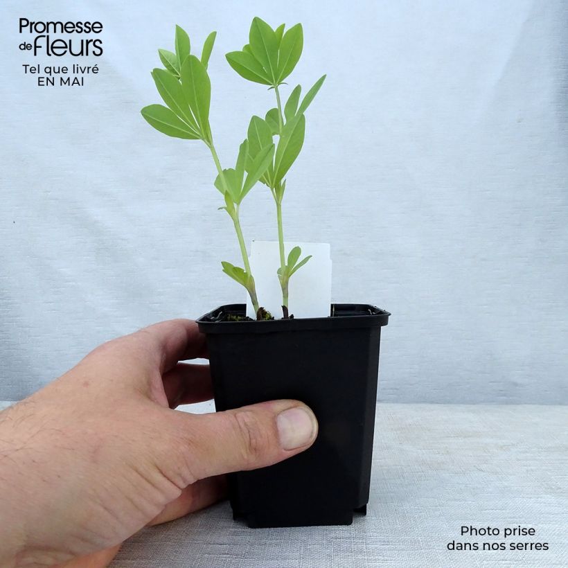 Baptisia australis - False Indigo 8/9 cm pot sample as delivered in spring