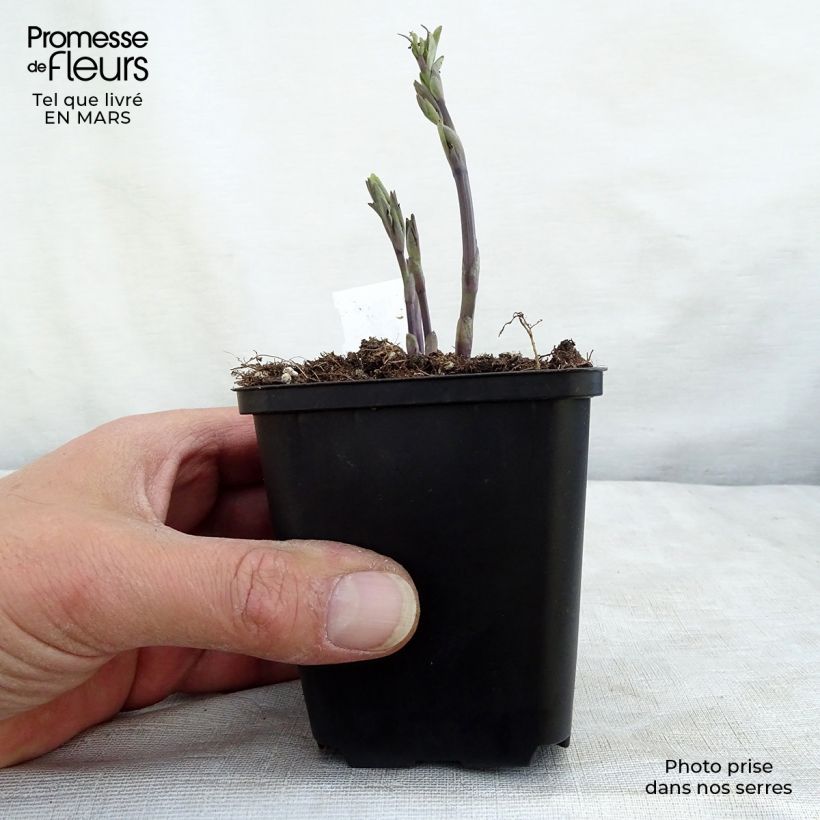 Baptisia australis Alba - False Indigo 8/9 cm pot sample as delivered in winter