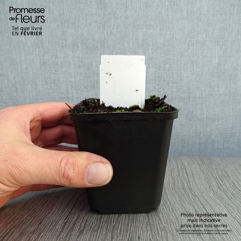 Baptisia australis - False Indigo 8/9 cm pot sample as delivered in winter