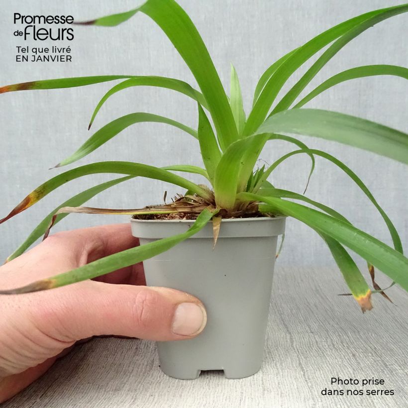 Luzula sylvatica 8/9 cm pot sample as delivered in winter