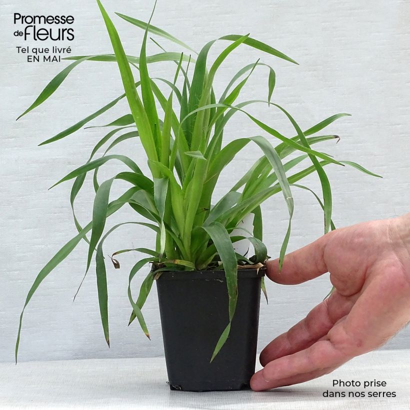 Luzula sylvatica 8/9 cm pot sample as delivered in spring