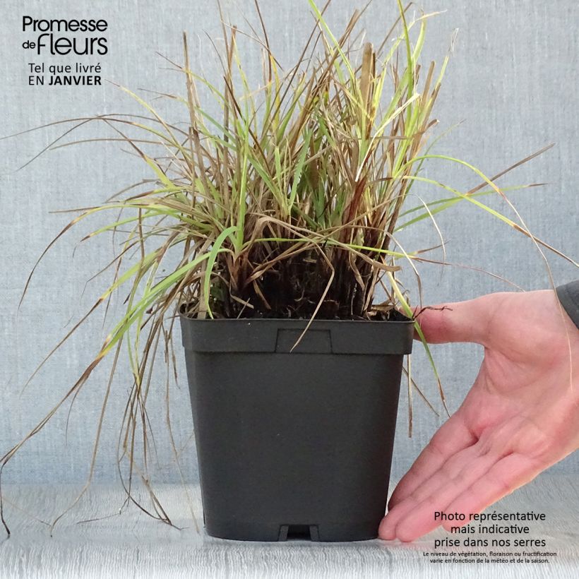 Luzula nivea 2L/3L pot sample as delivered in winter