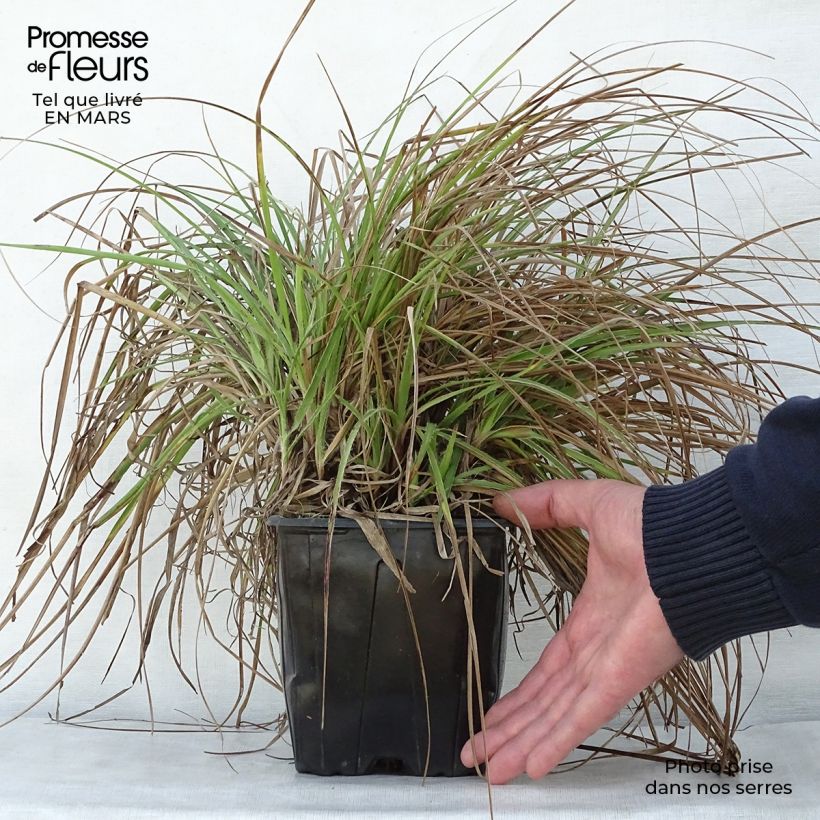 Luzula nivea 2L/3L pot sample as delivered in spring