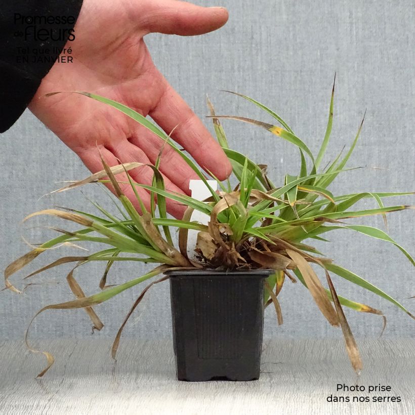 Luzula sylvatica Marginata 8/9 cm pot sample as delivered in winter