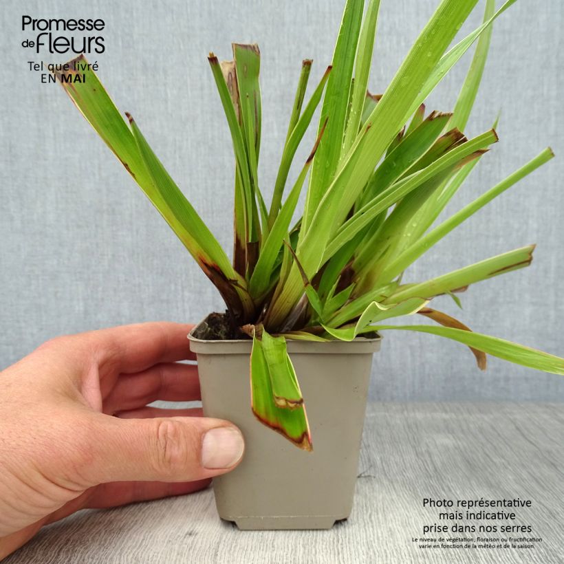 Luzula sylvatica Marginata 8/9 cm pot sample as delivered in spring