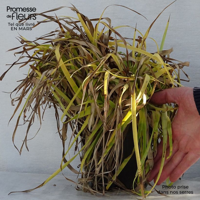 Luzula sylvatica Solar Flare 2L/3L pot sample as delivered in spring