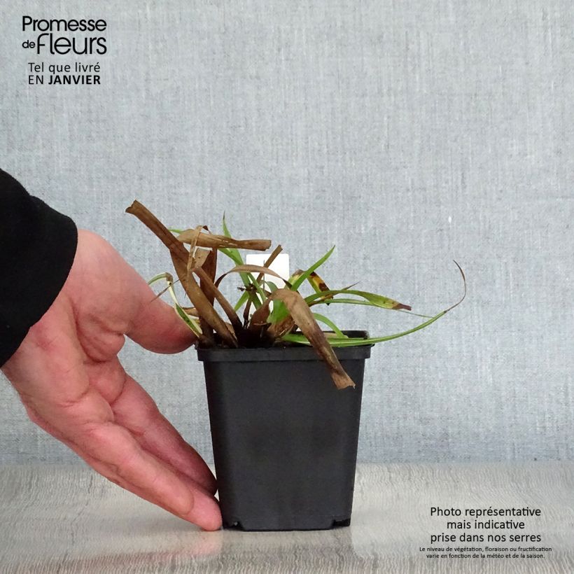 Luzula sylvatica Surprise 8/9 cm pot sample as delivered in winter