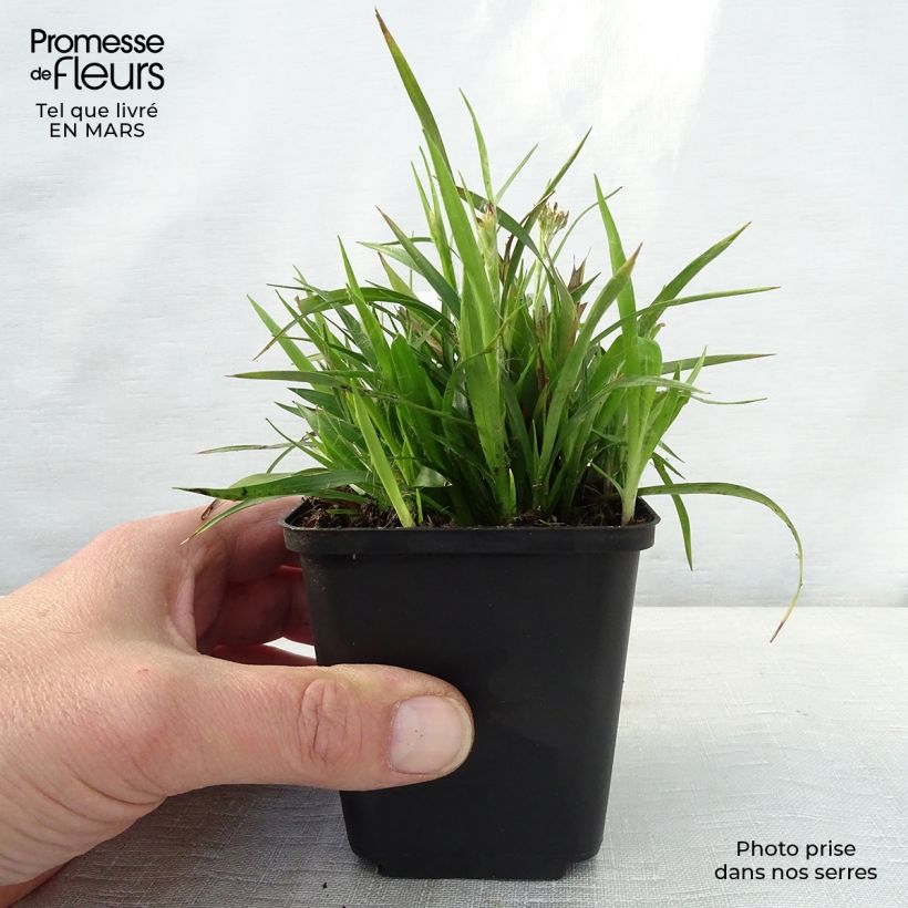 Luzula pilosa 8/9 cm pot sample as delivered in spring