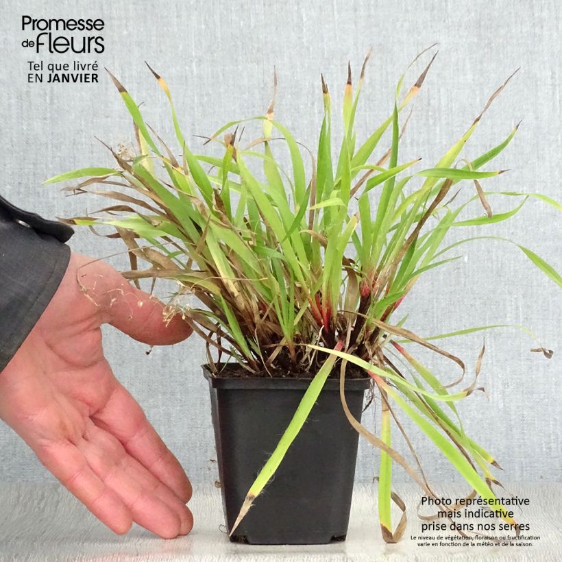 Luzula pilosa 8/9 cm pot sample as delivered in winter