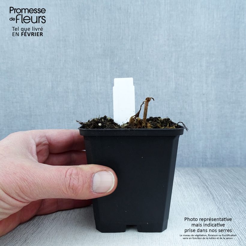 Lychnis x arkwrightii Vesuvius 8/9 cm pot sample as delivered in winter