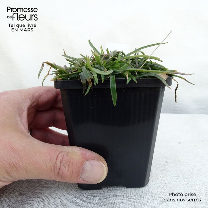 Lychnis alpina 8/9 cm pot sample as delivered in winter