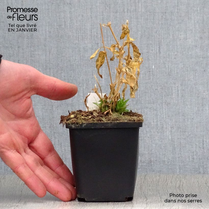 Lychnis chalcedonica Alba 8/9 cm pot sample as delivered in winter