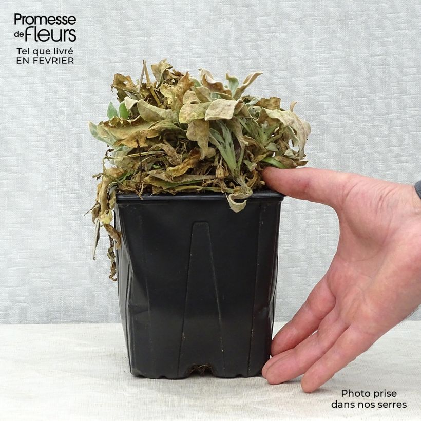 Lychnis coronaria Alba 2L/3L pot sample as delivered in winter