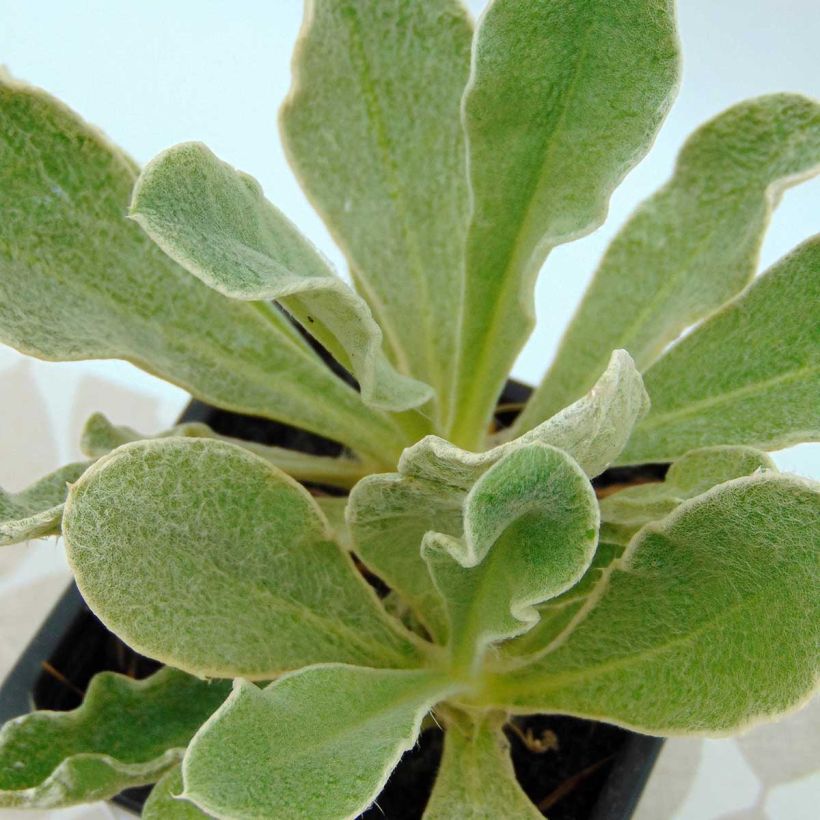 Lychnis coronaria Oculata (Foliage)