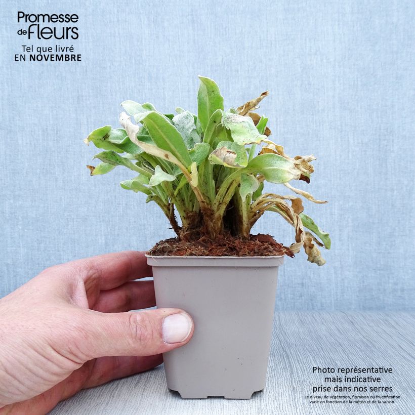 Lychnis coronaria Oculata 8/9 cm pot sample as delivered in autumn