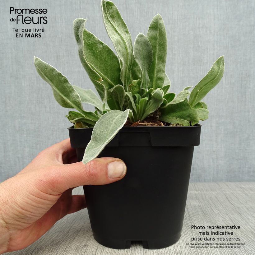 Lychnis coronaria Atrosanguinea 2L/3L pot sample as delivered in spring