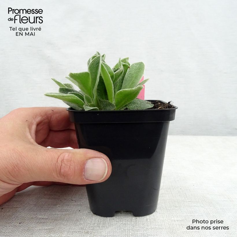 Lychnis coronaria Atrosanguinea 8/9 cm pot sample as delivered in spring