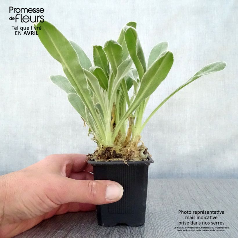 Lychnis coronaria 8/9 cm pot sample as delivered in spring