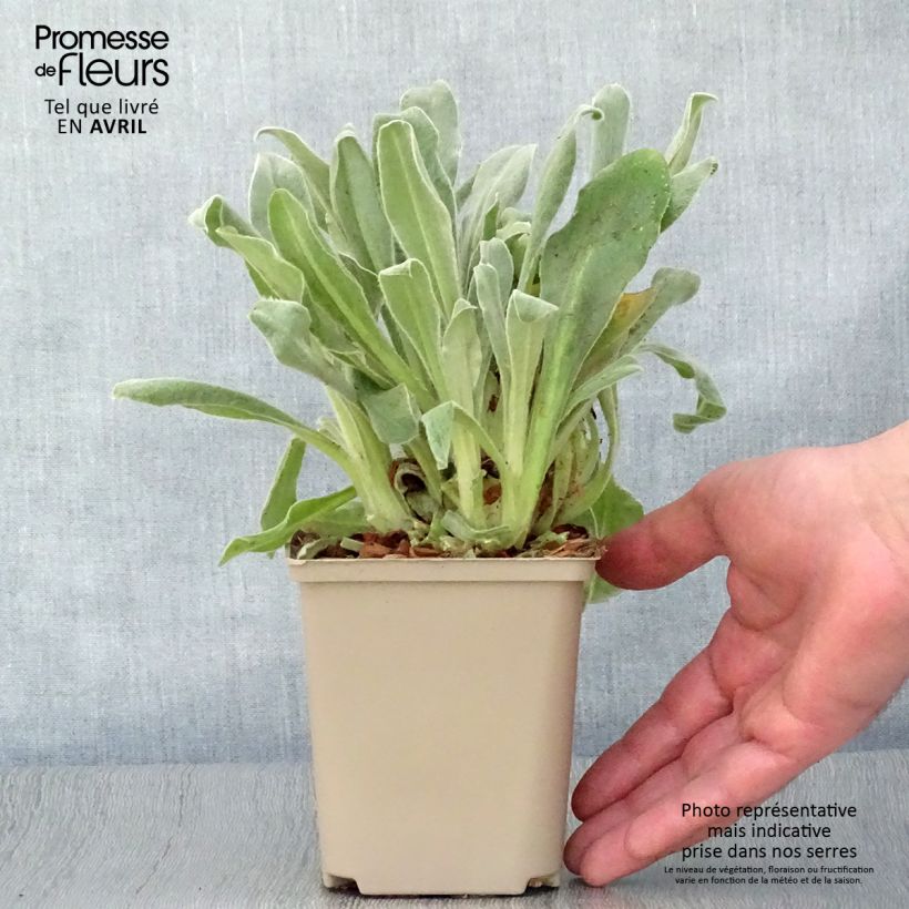 Lychnis coronaria Gardeners World 8/9 cm pot sample as delivered in spring