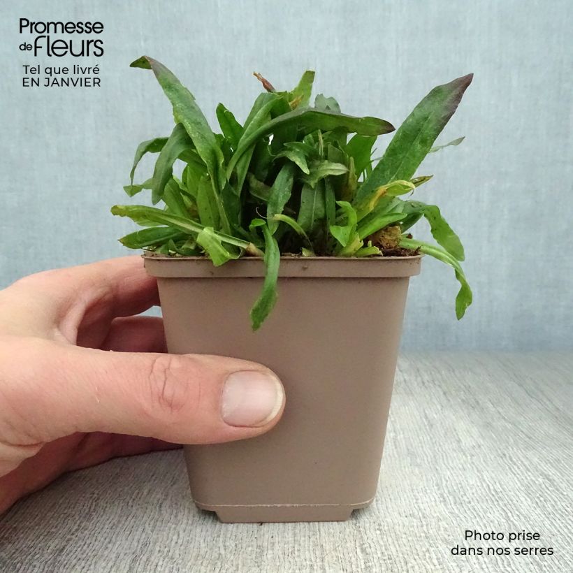 Lychnis flos-cuculi Jenny 7/8 cm pot sample as delivered in winter