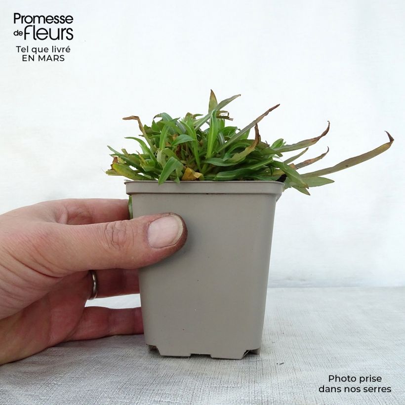 Lychnis flos-cuculi Jenny 7/8 cm pot sample as delivered in spring