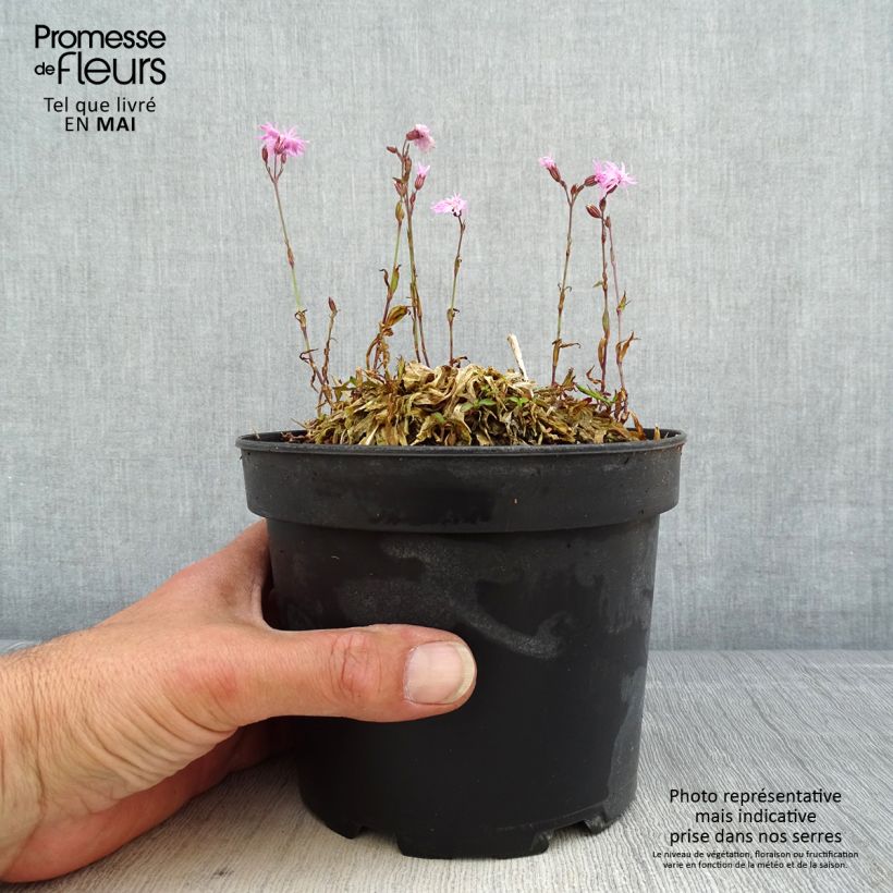 Lychnis flos-cuculi Jenny 2L/3L pot sample as delivered in spring