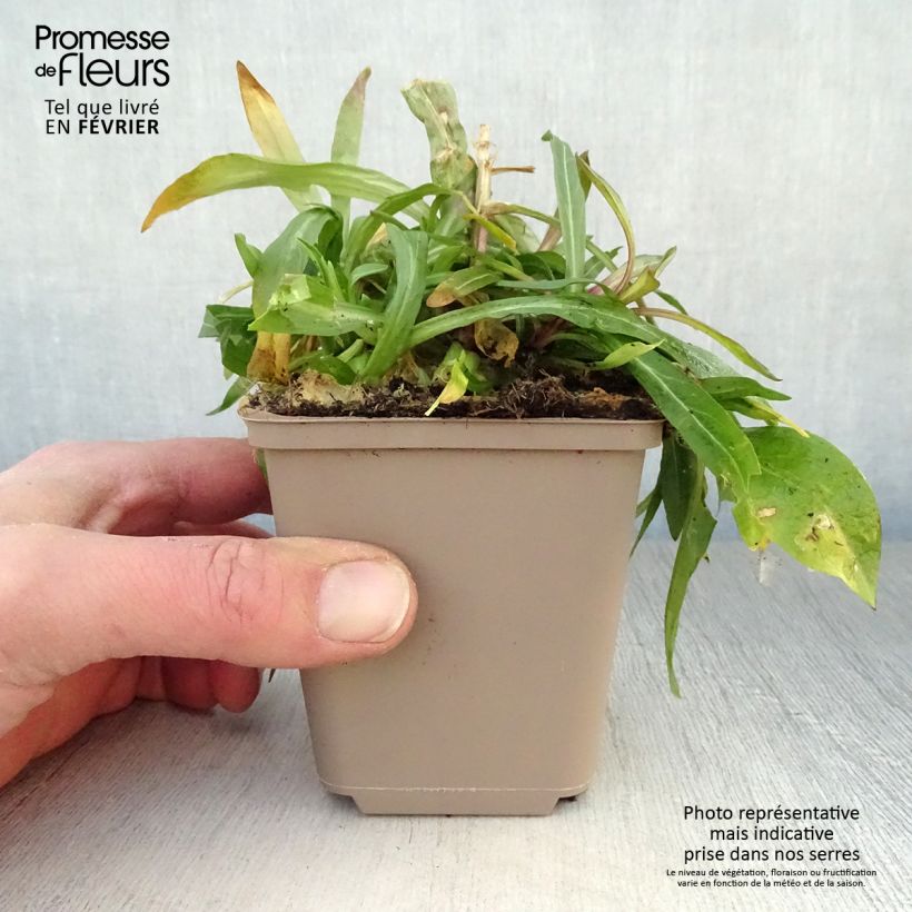 Lychnis flos-cuculi 8/9 cm pot sample as delivered in winter