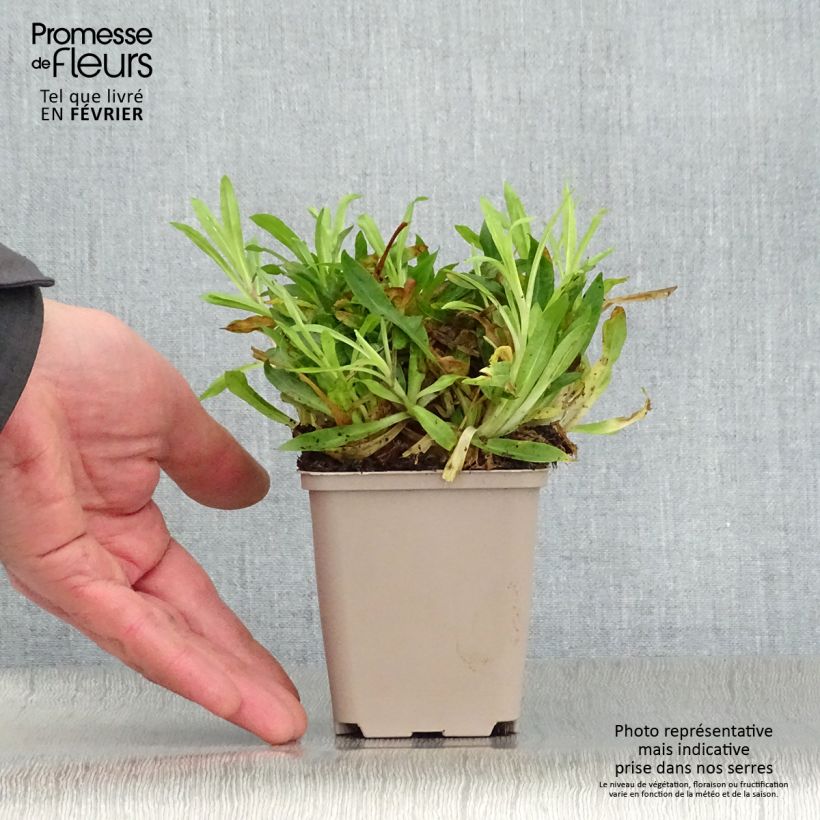 Lychnis flos-cuculi Petit Henri 8/9 cm pot sample as delivered in winter