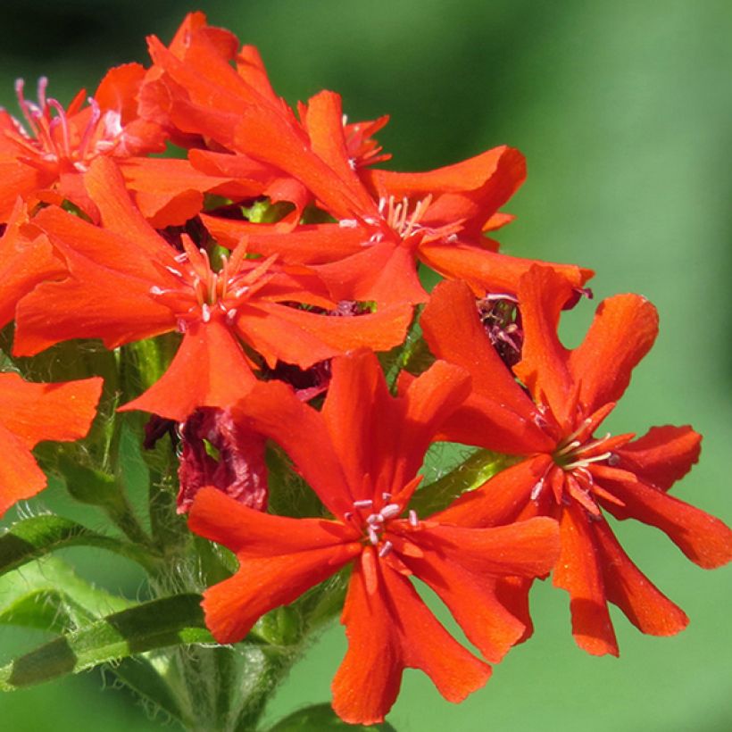 Lychnis x haageana Molten Lava (Flowering)