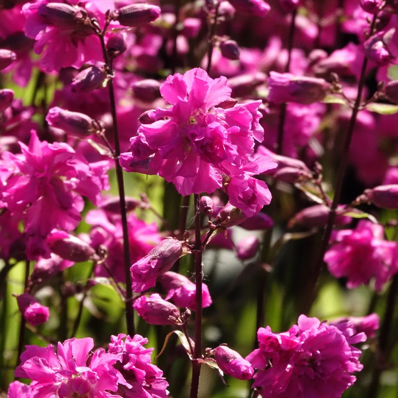 Lychnis viscaria Plena (Flowering)