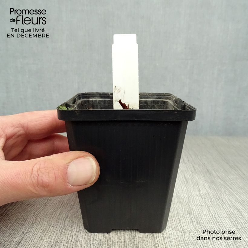 Lysichiton camtschatcensis 8/9 cm pot sample as delivered in winter