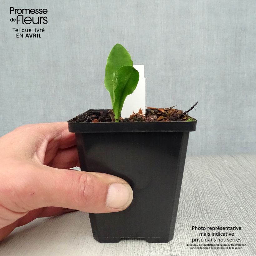 Lysichiton camtschatcensis 8/9 cm pot sample as delivered in spring