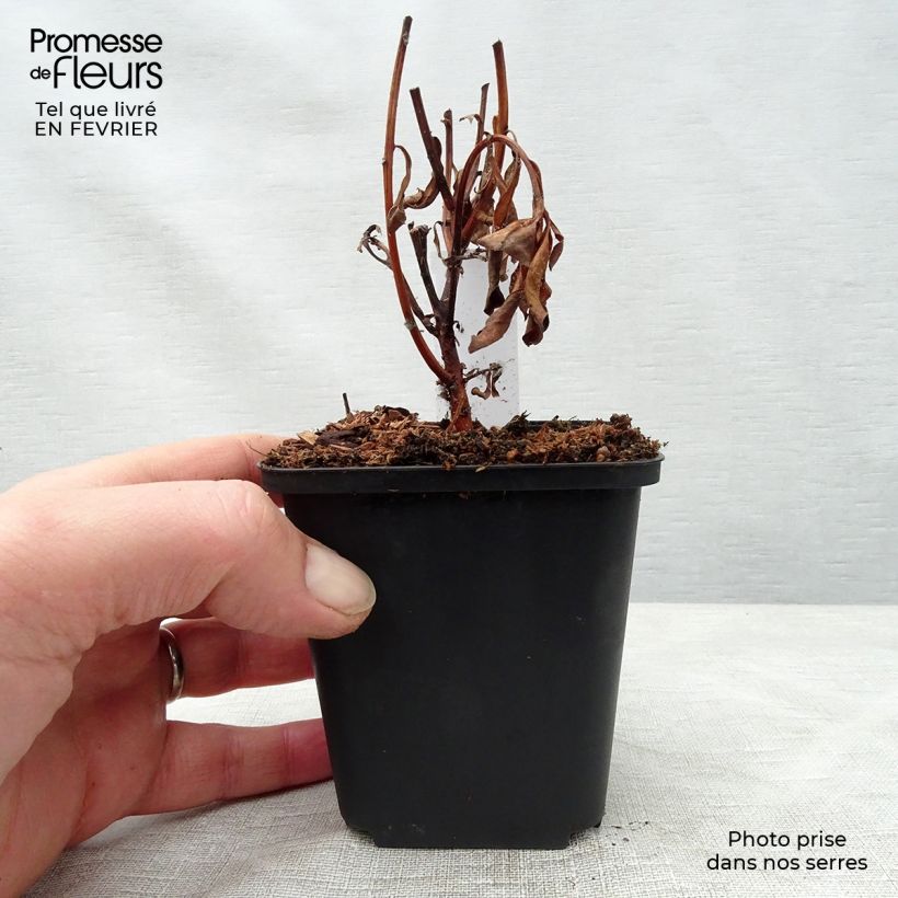 Lysimachia barystachys - Loosestrife 8/9 cm pot sample as delivered in winter