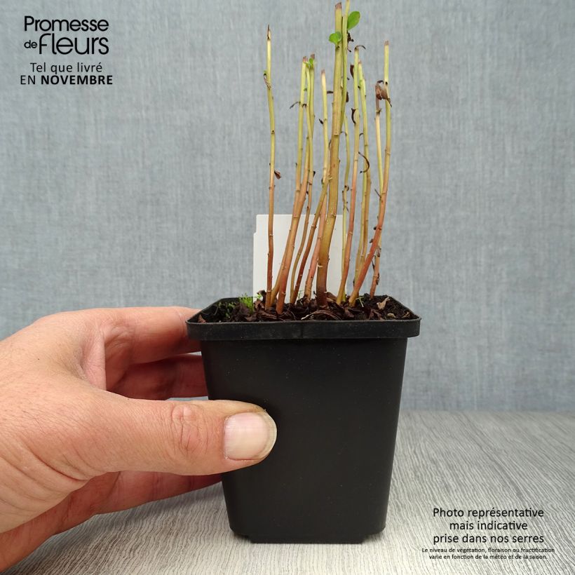Lysimachia barystachys - Loosestrife 8/9 cm pot sample as delivered in autumn