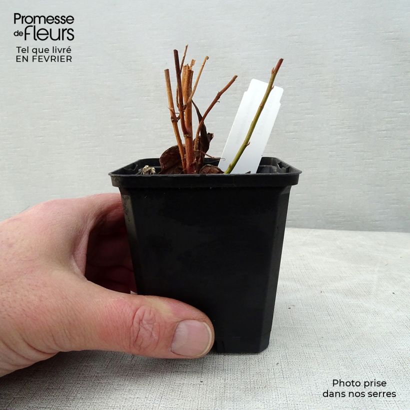 Lysimachia clethroides - Loosestrife 8/9 cm pot sample as delivered in winter
