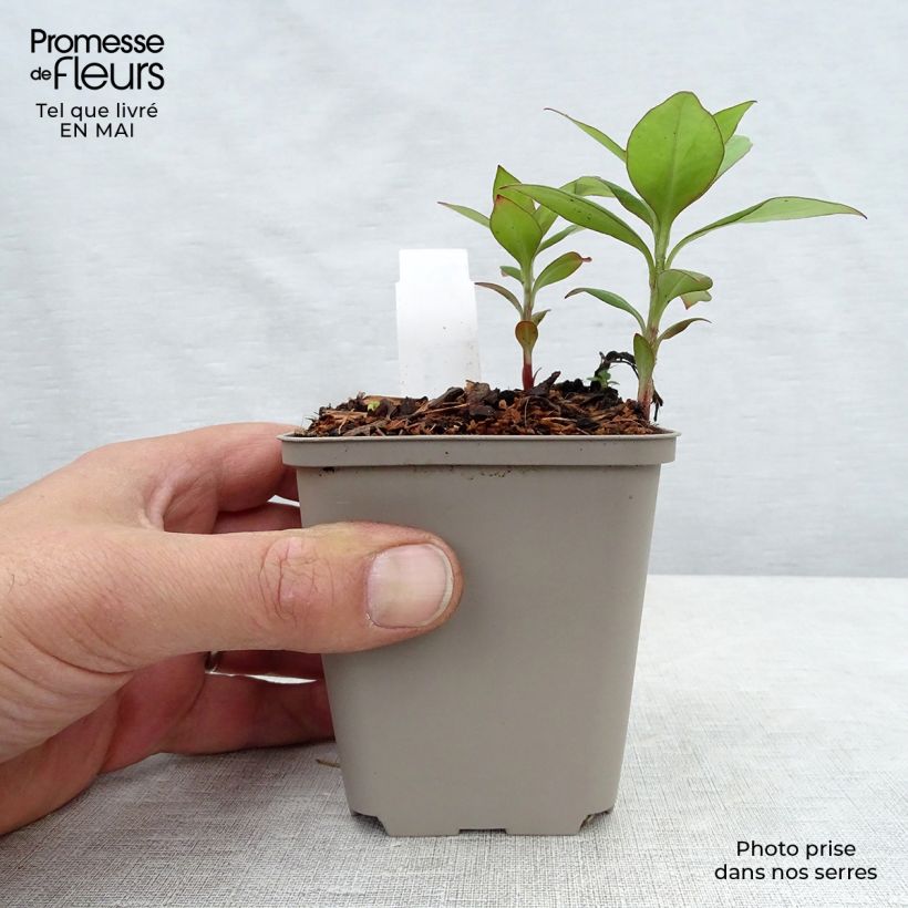 Lysimachia clethroides - Loosestrife 8/9 cm pot sample as delivered in spring