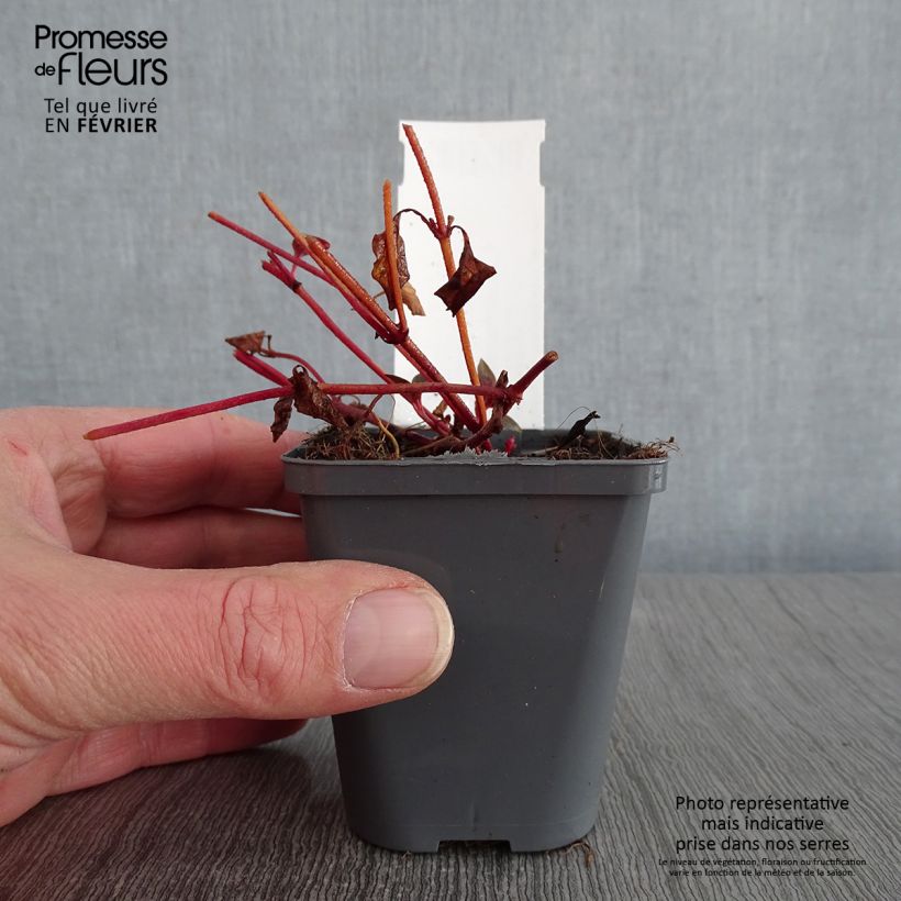 Lysimachia congestiflora - Loosestrife 8/9 cm pot sample as delivered in winter