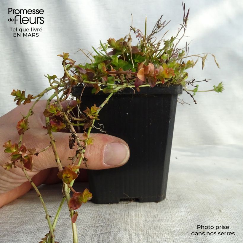 Lysimachia nummularia Aurea - Creeping Jenny 8/9 cm pot sample as delivered in spring