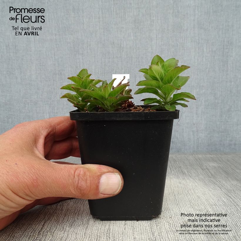 Lysimachia punctata - Loosestrife 8/9 cm pot sample as delivered in spring
