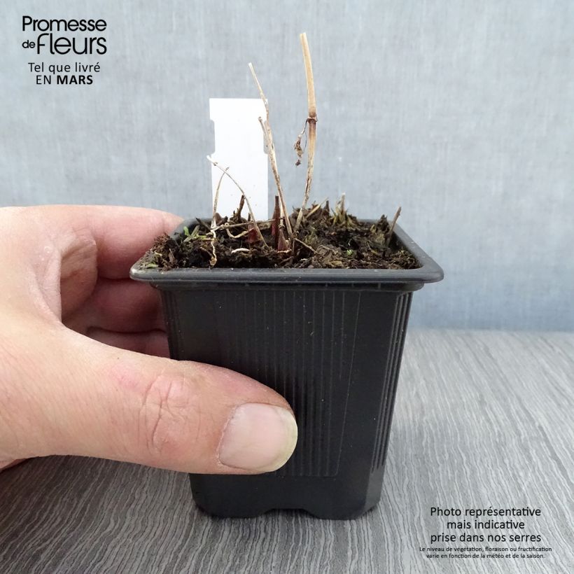 Lysimachia vulgaris - Loosestrife 8/9 cm pot sample as delivered in spring