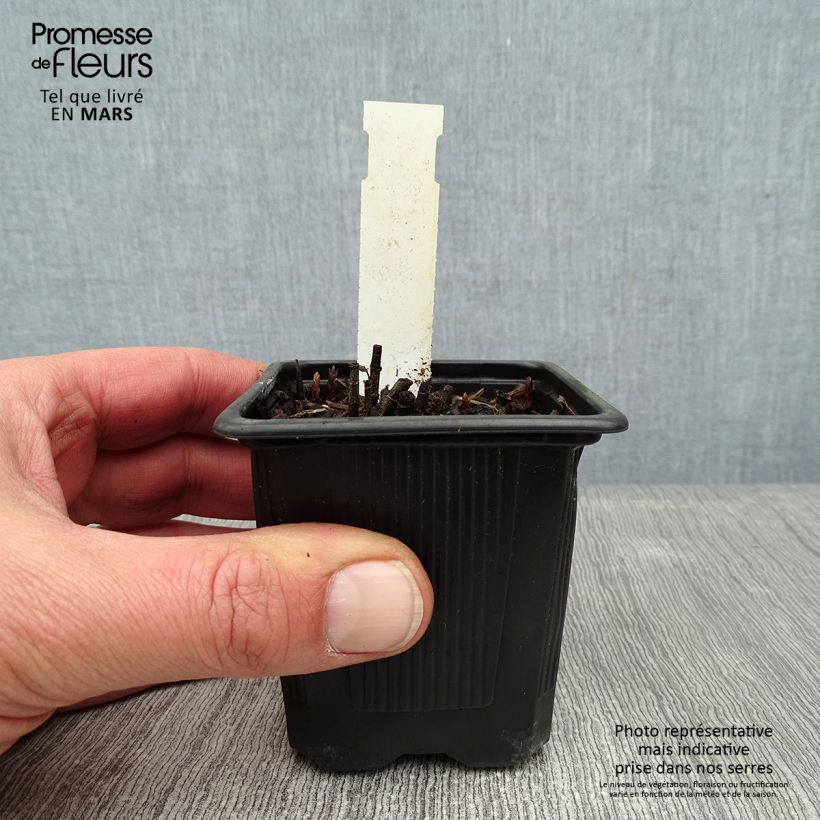 Lysimachia vulgaris - Loosestrife 8/9 cm pot sample as delivered in winter