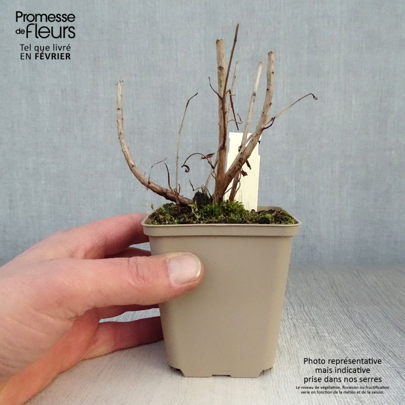 Lythrum salicaria Blush 8/9 cm pot sample as delivered in winter