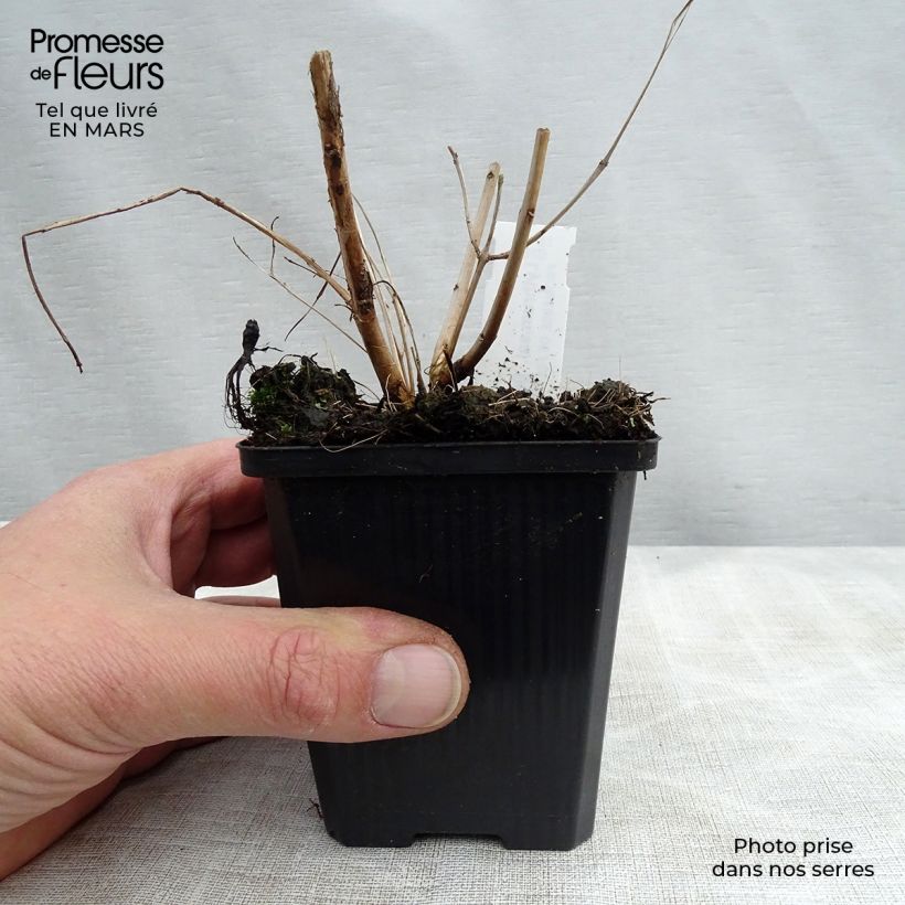 Lythrum salicaria Blush 8/9 cm pot sample as delivered in spring