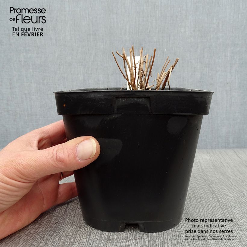 Lythrum salicaria 2L/3L pot sample as delivered in winter