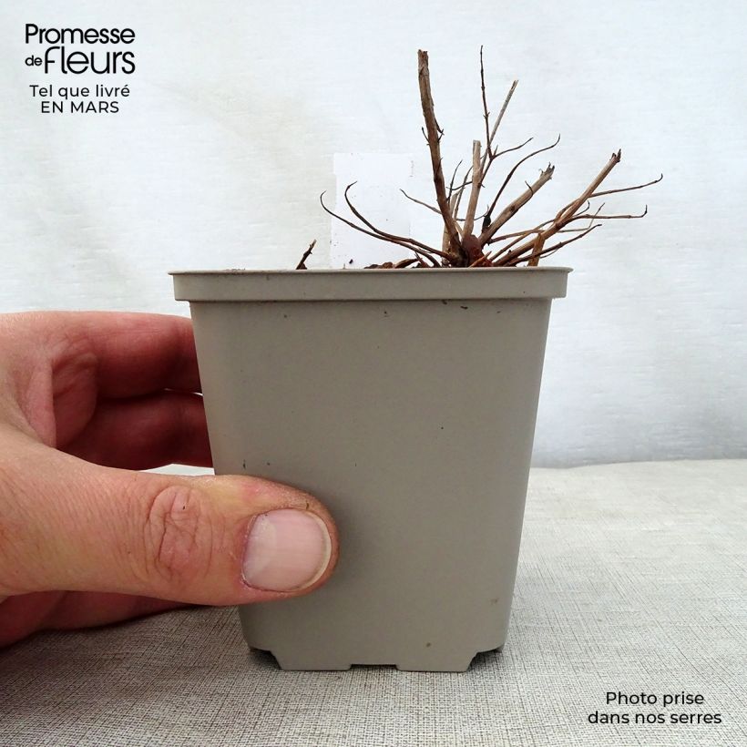 Lythrum salicaria Swirl 8/9 cm pot sample as delivered in spring