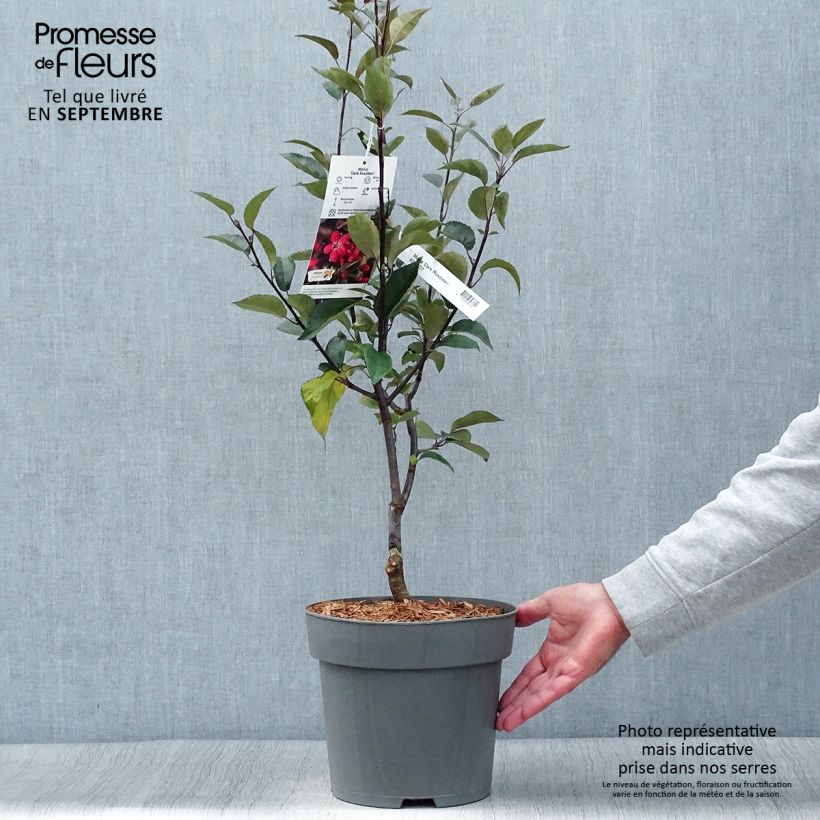 Malus Dark Rosaleen - Crab Apple 6L/7L pot sample as delivered in autumn