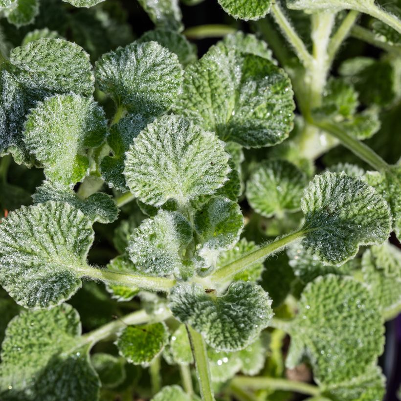 Marrubium supinum  (Foliage)